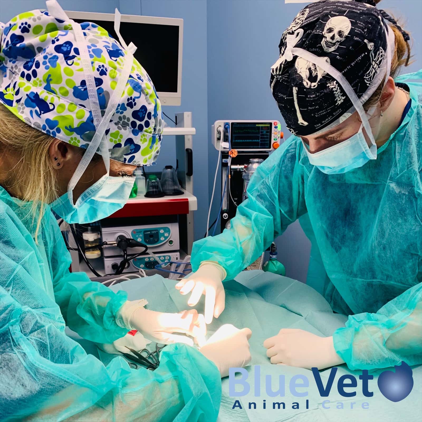 BlueVet