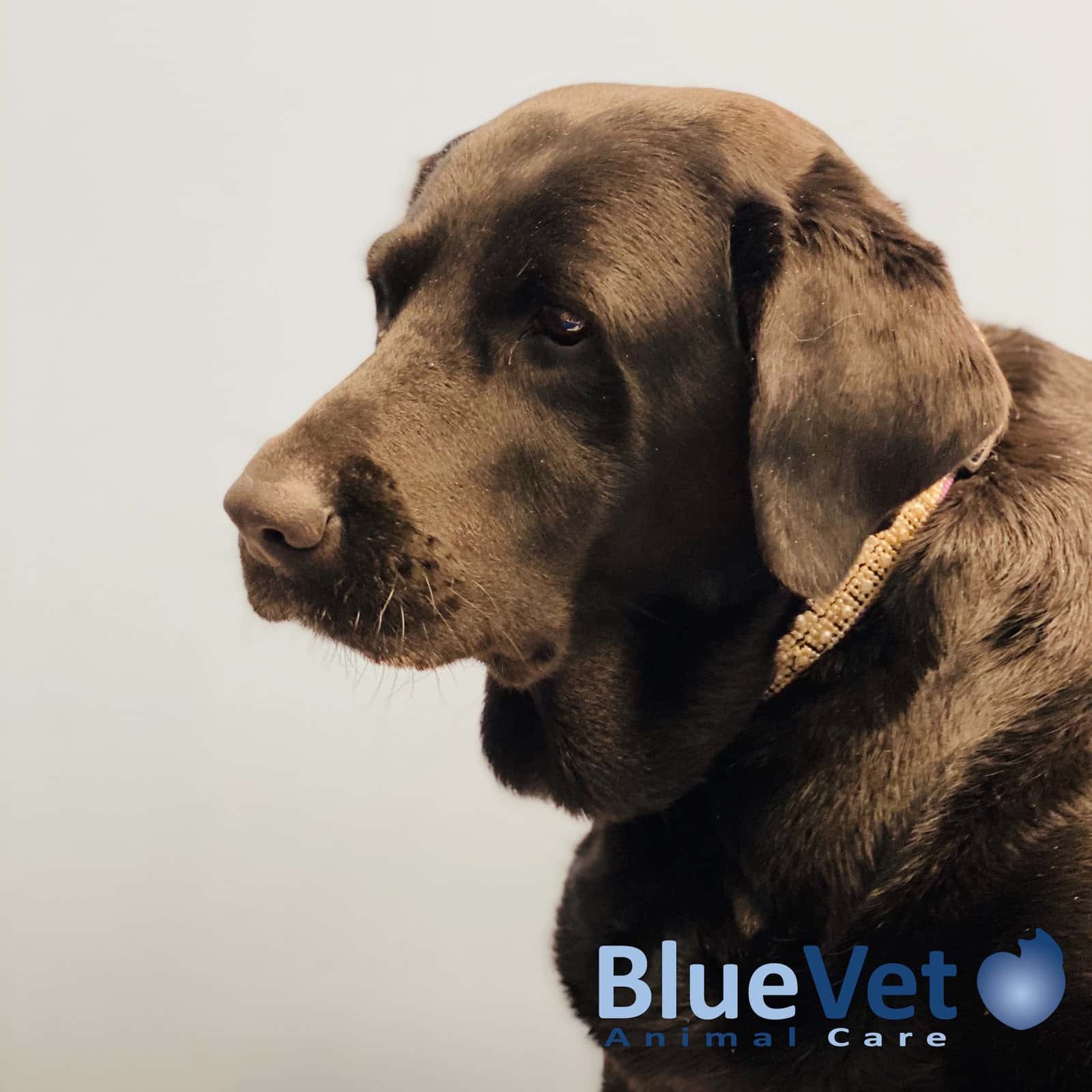 BlueVet