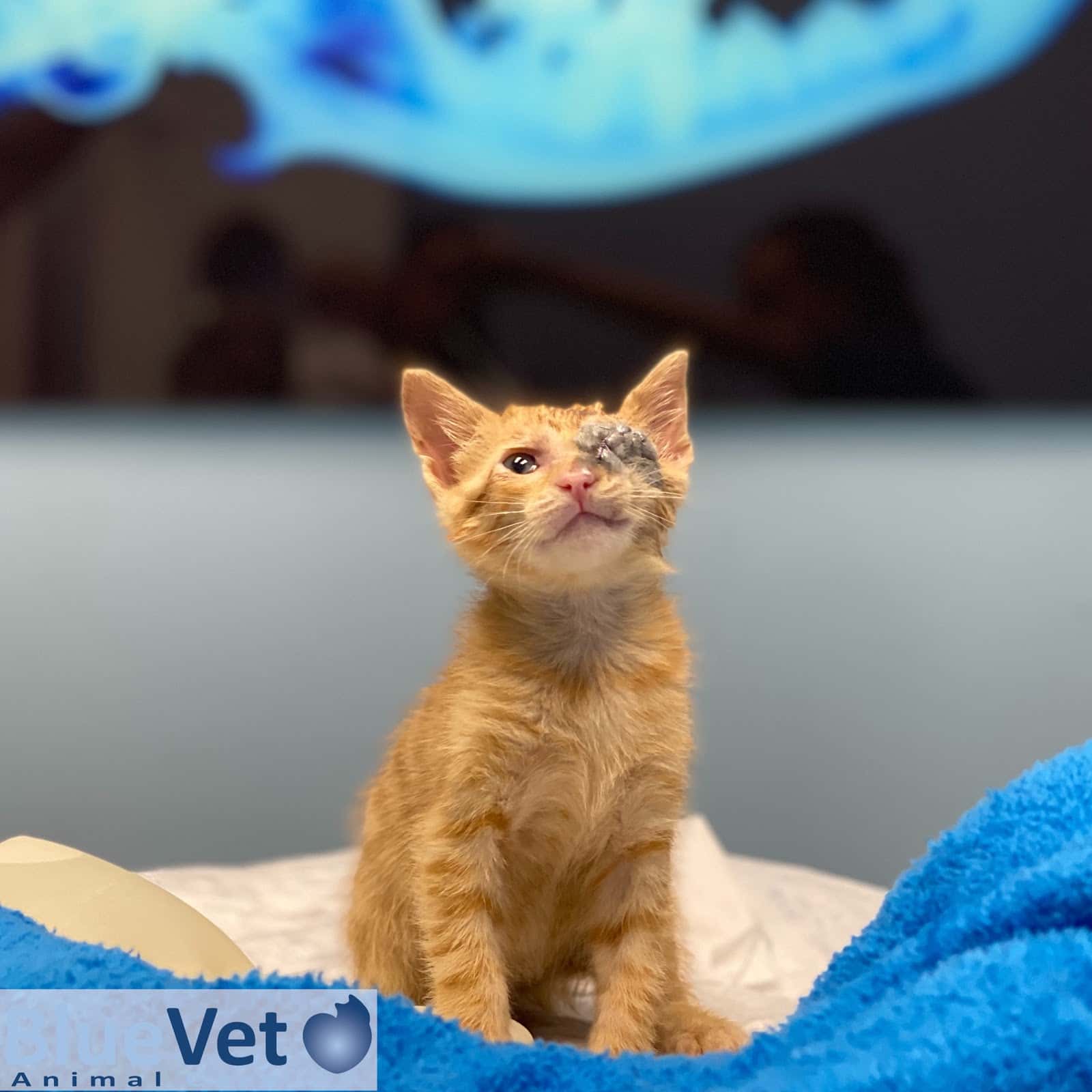 BlueVet