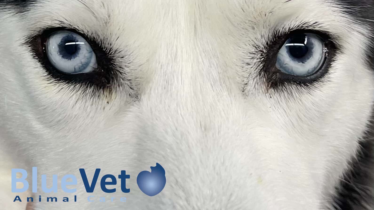 bluevet veterinario centro en villanueva de la canada en madrid principalImage ADOPTA Sitios Pet Friendly
