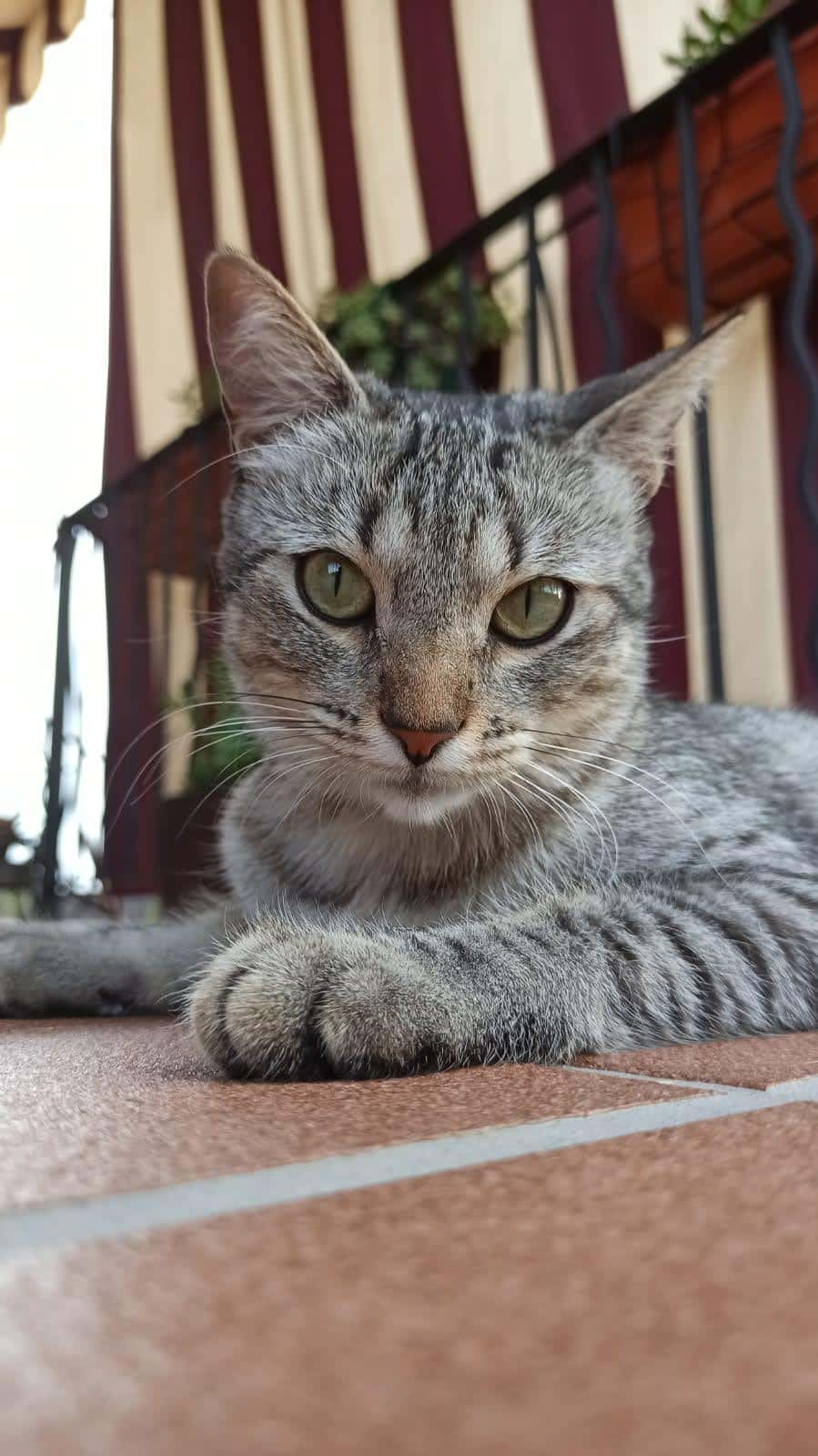 Clínica Veterinaria MOVILVET El Casar