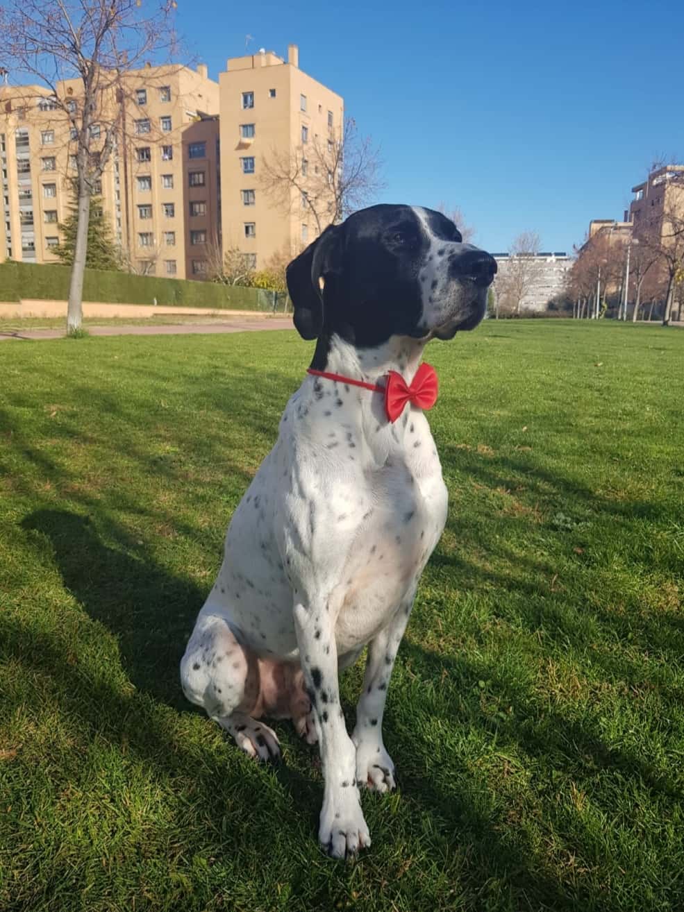 Clínica Veterinaria MOVILVET El Casar