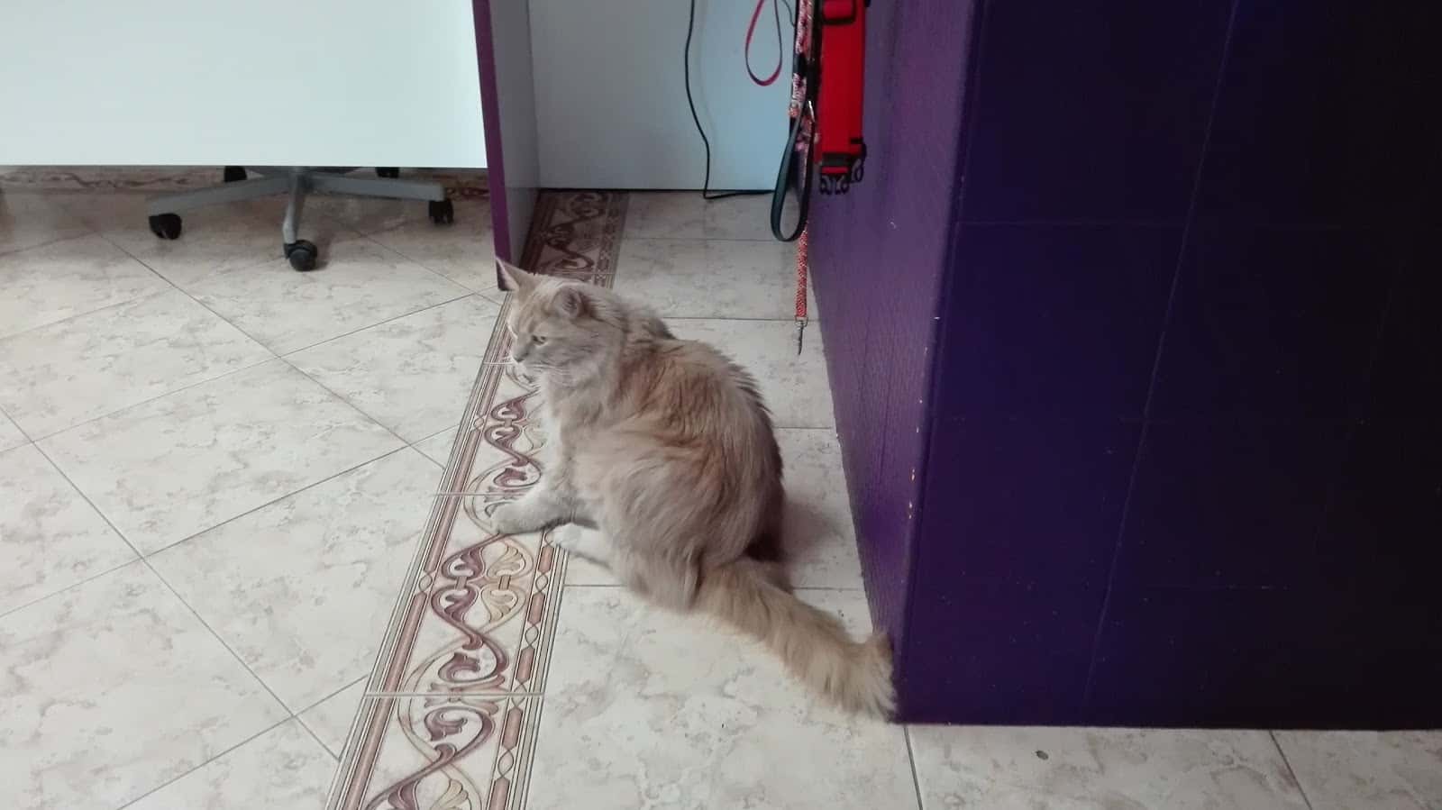 Clínica Veterinaria Alovera