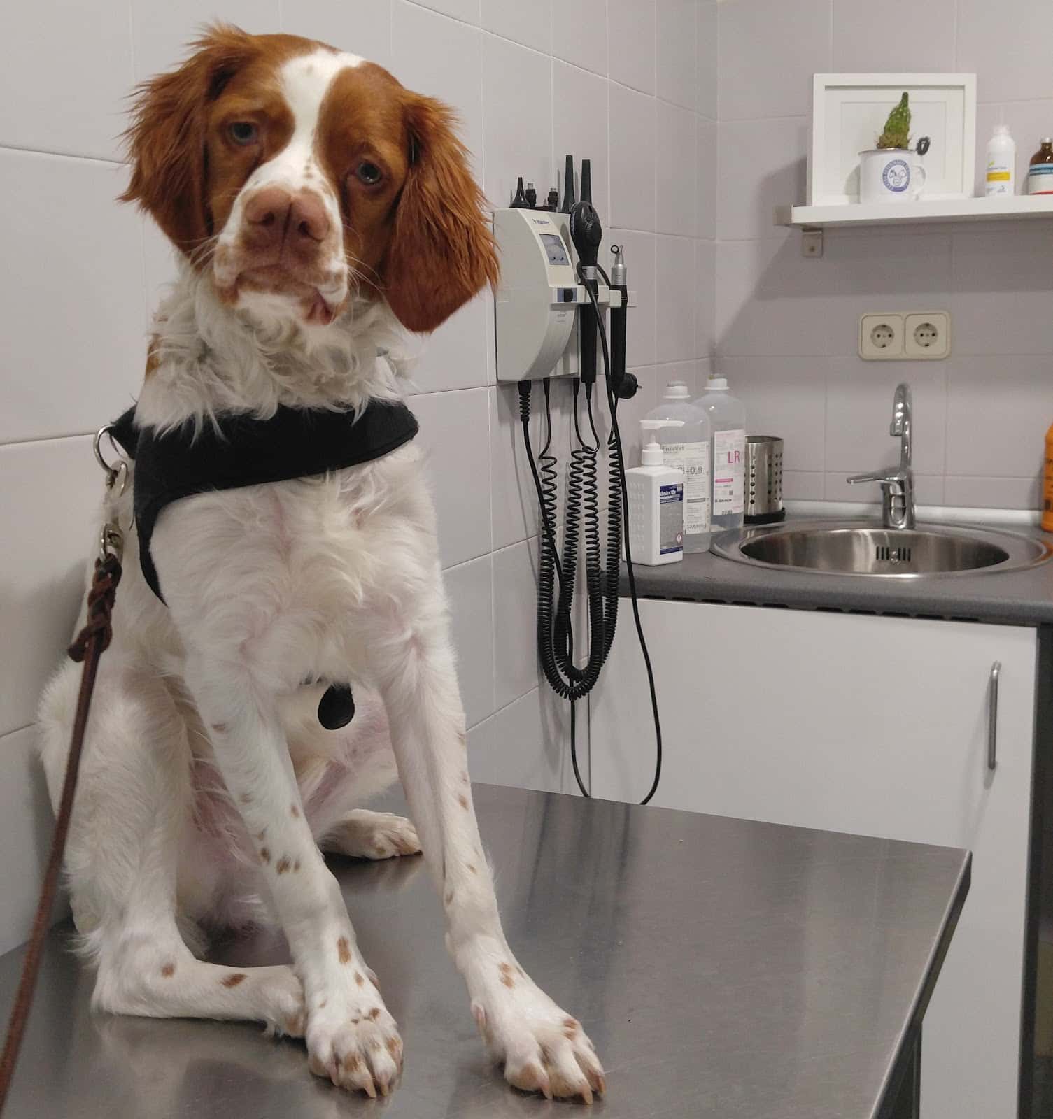 Centro Veterinario Henares (Azuqueca)