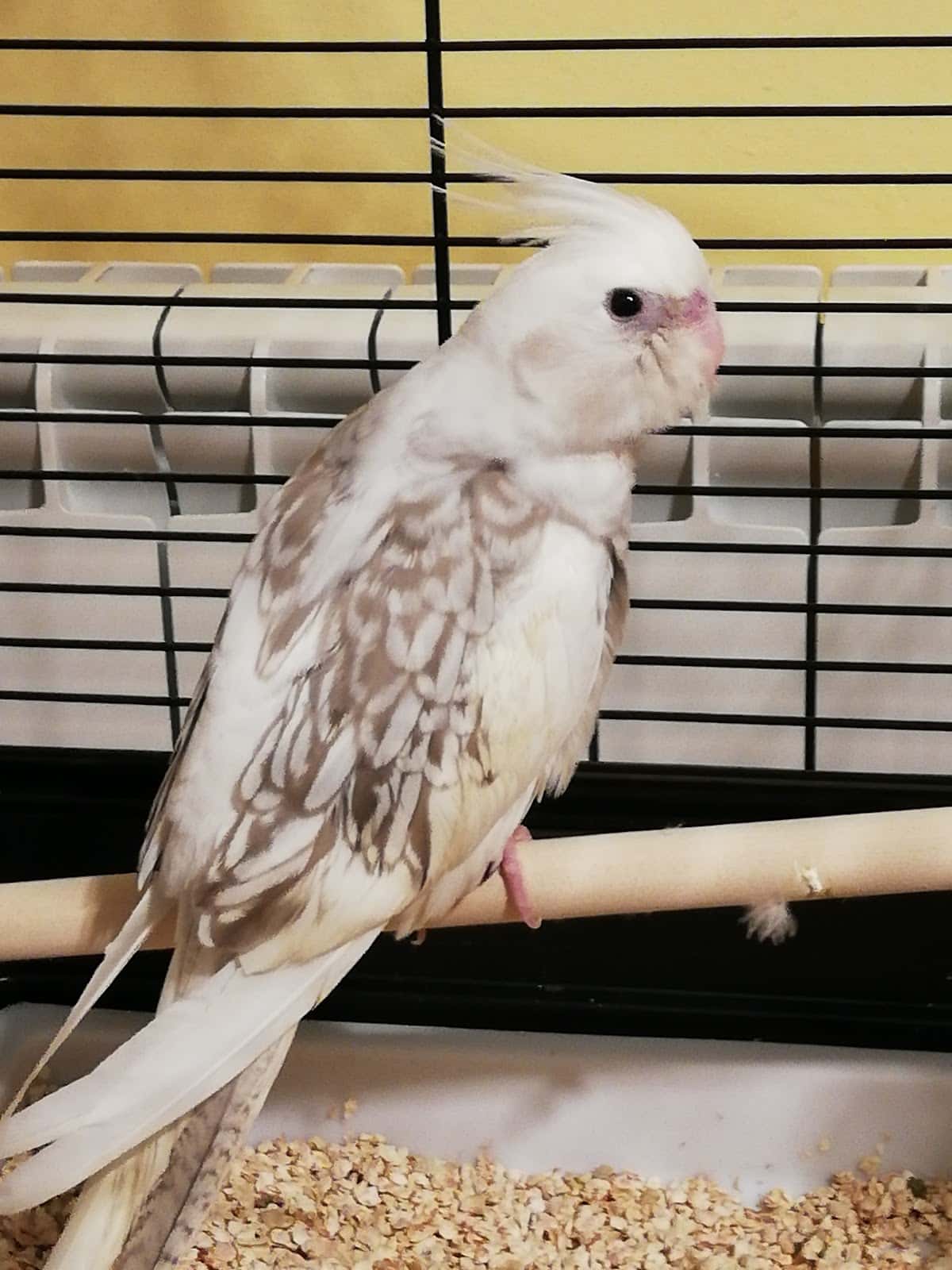 Clinica Veterinaria Colmevet