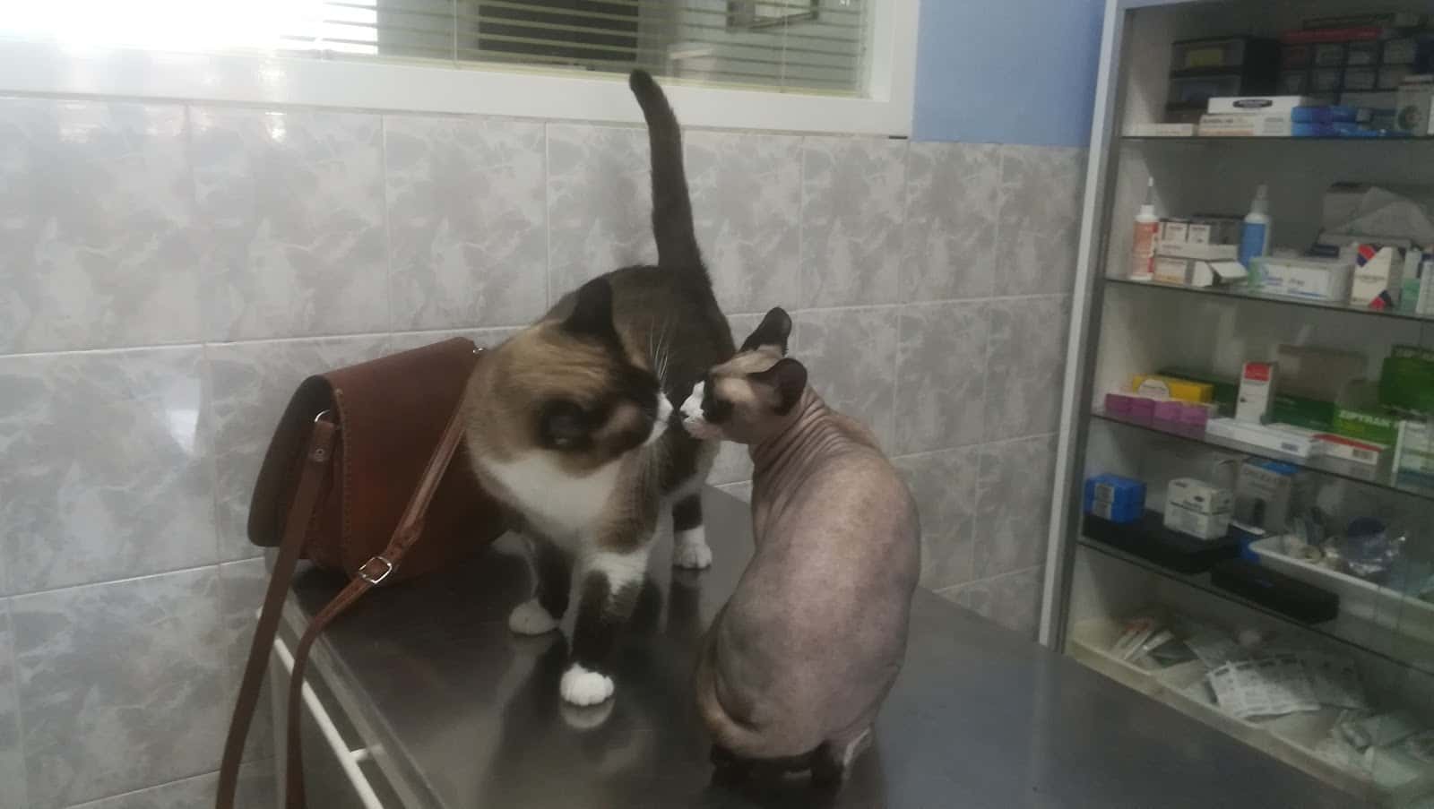 Centro Médico Veterinario Amazonas