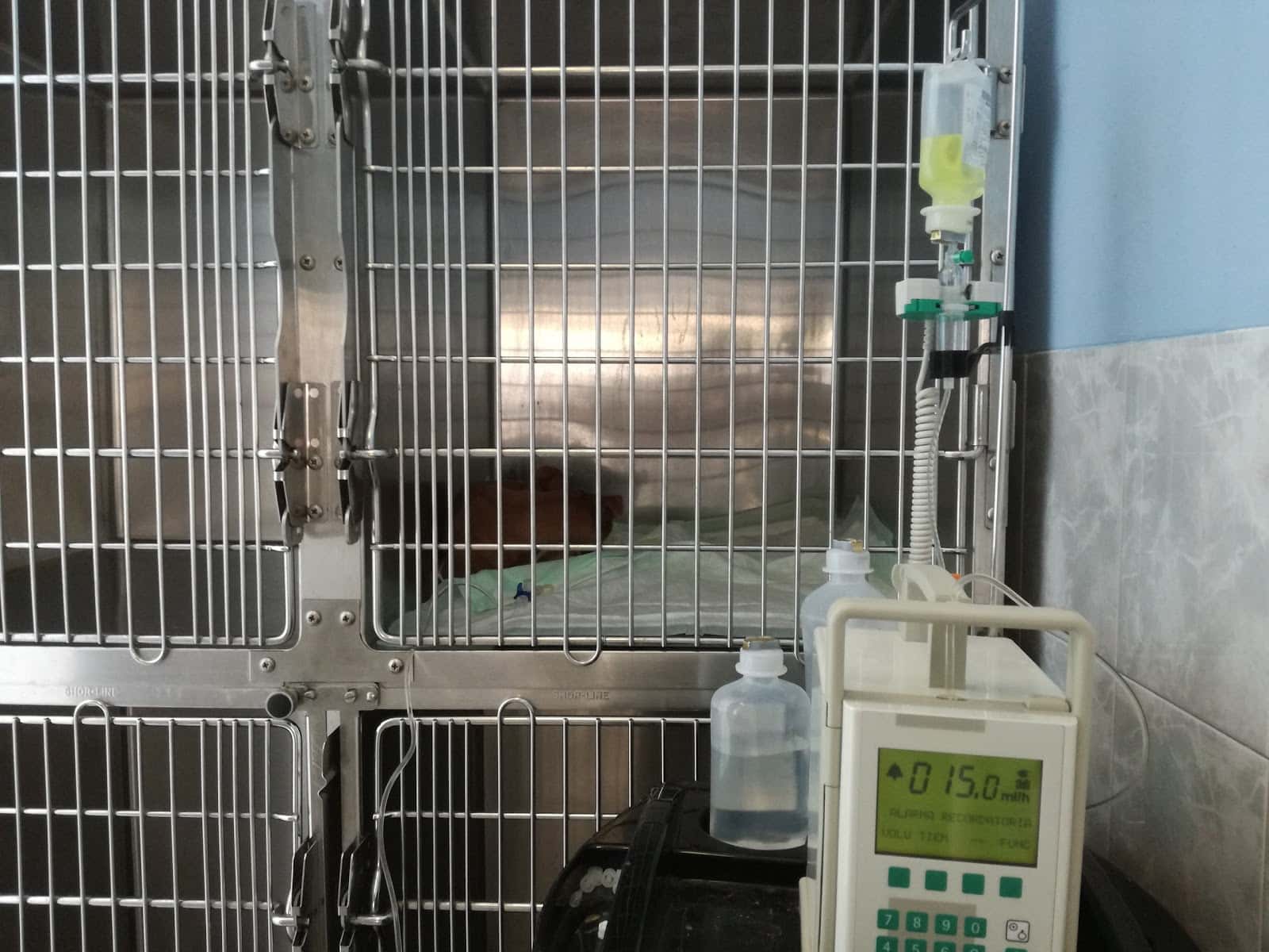 Centro Médico Veterinario Amazonas