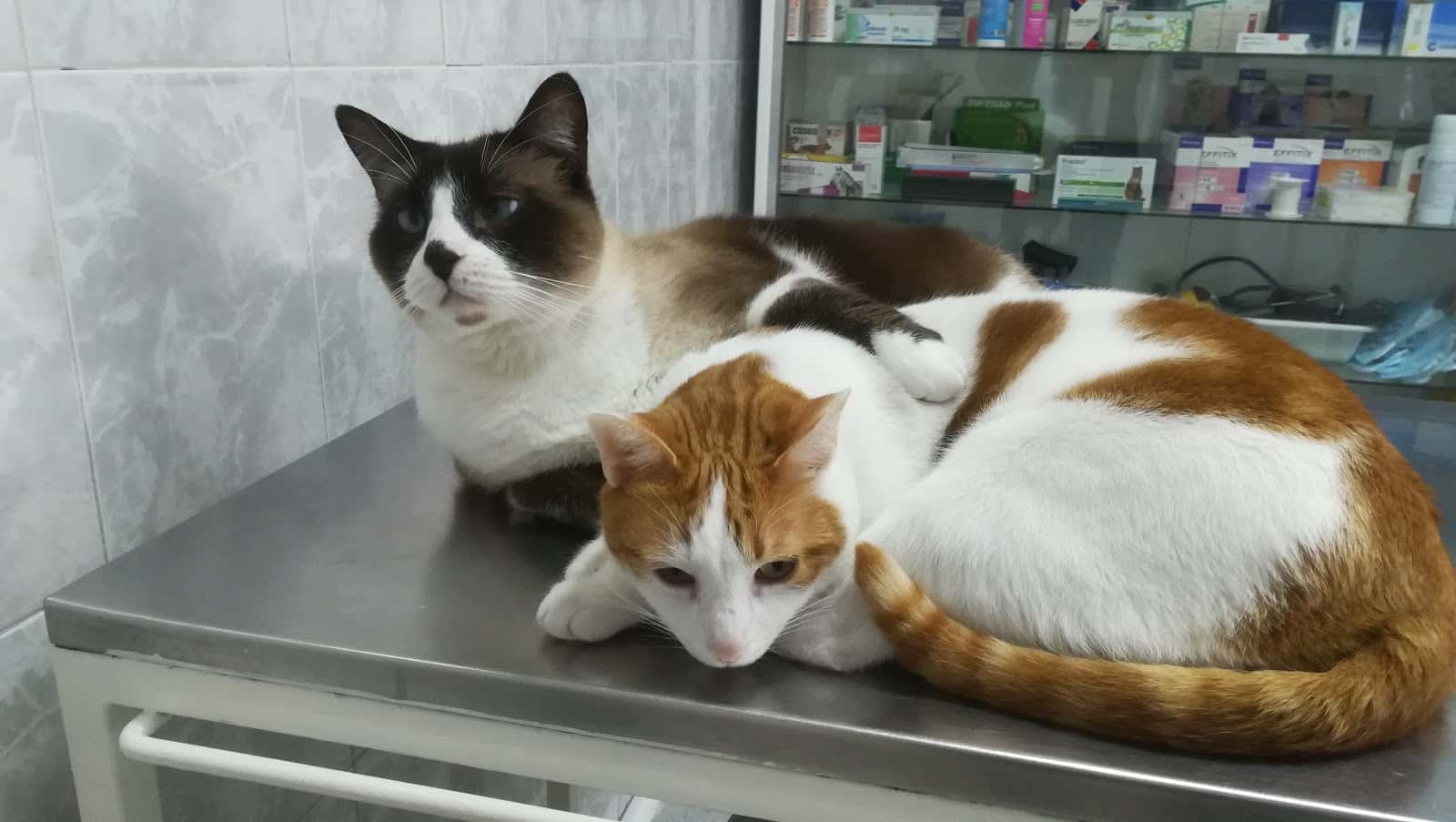 centro medico veterinario amazonas veterinario centro en villaviciosa de odon en madrid principalImage ADOPTA Sitios Pet Friendly