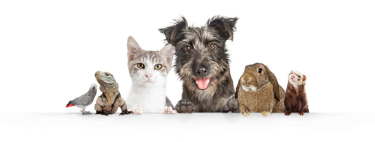 veterinaria valdeavero veterinario centro en valdeavero en madrid principalImage ADOPTA Sitios Pet Friendly
