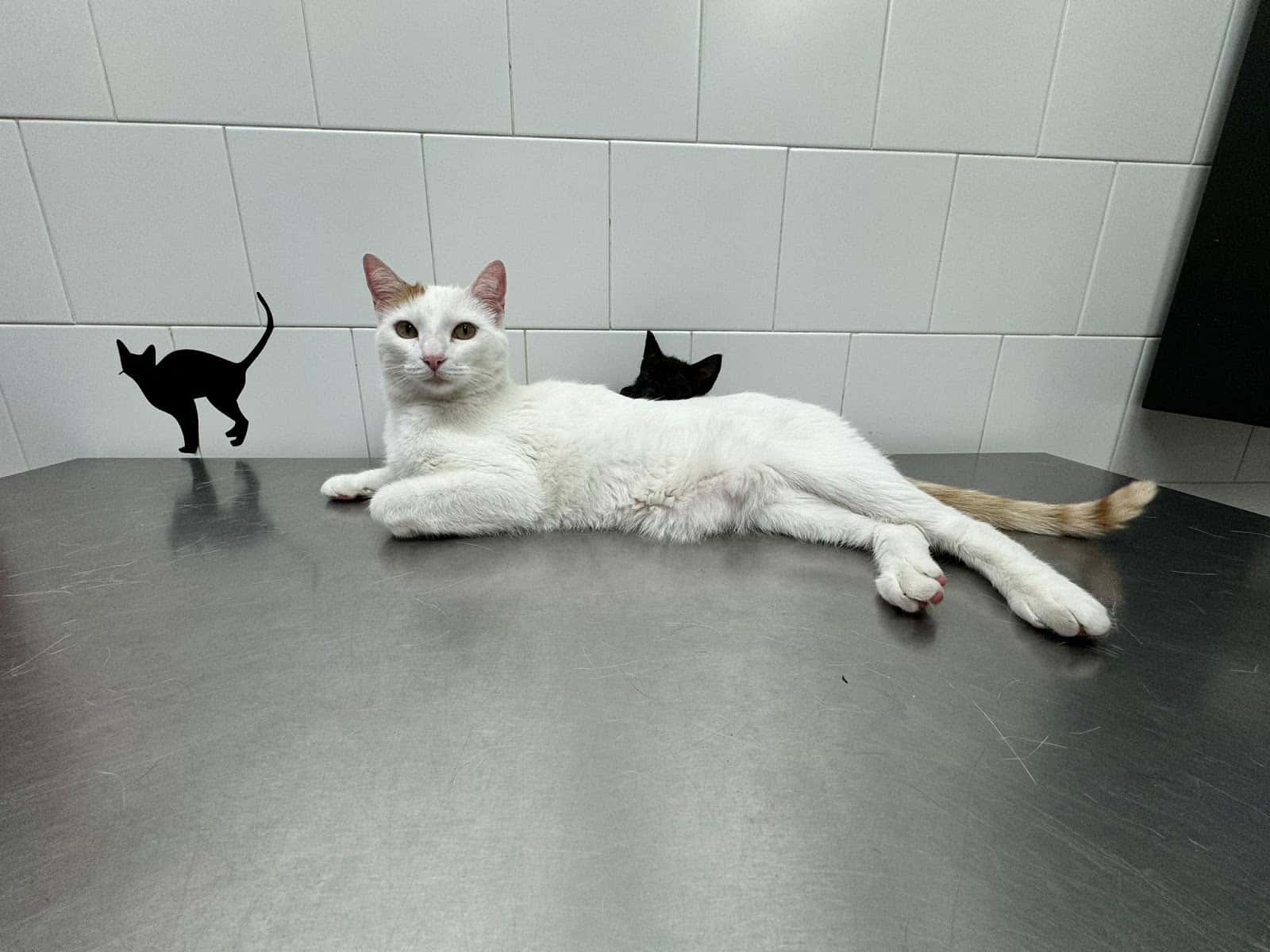 CLINICA VETERINARIA Parque de las Castillas - DOLORES ASPE