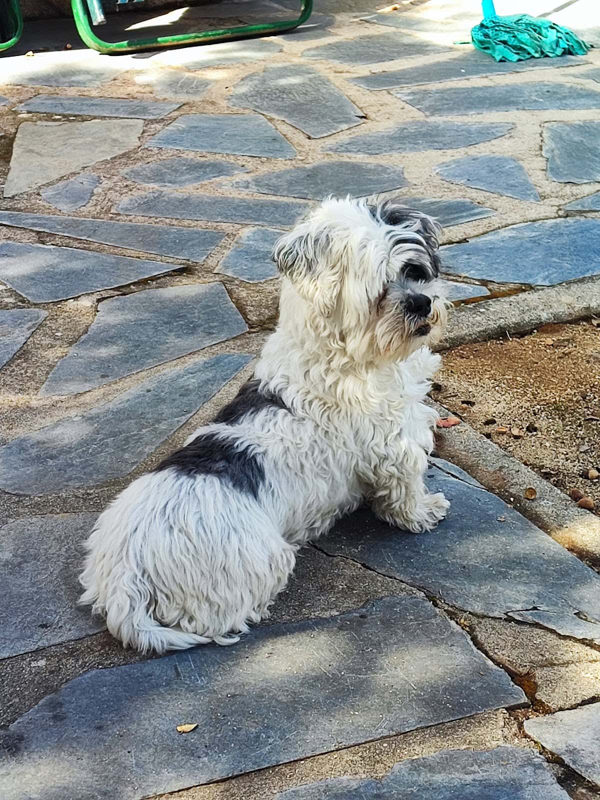 Clínica Veterinaria El Espinar