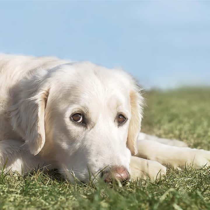 Clínica Veterinaria WECAN La Colina