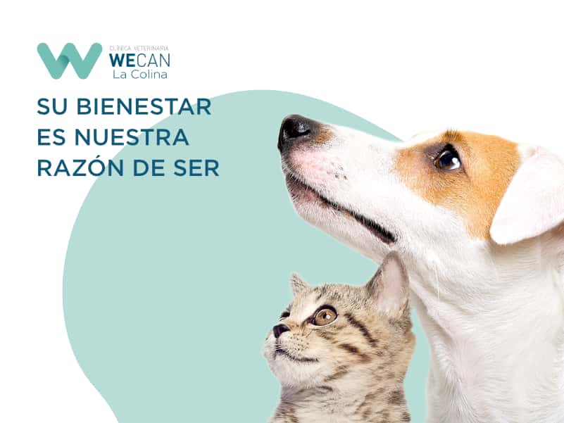 clinica veterinaria wecan la colina veterinario clinica en coslada en madrid principalImage ADOPTA Sitios Pet Friendly