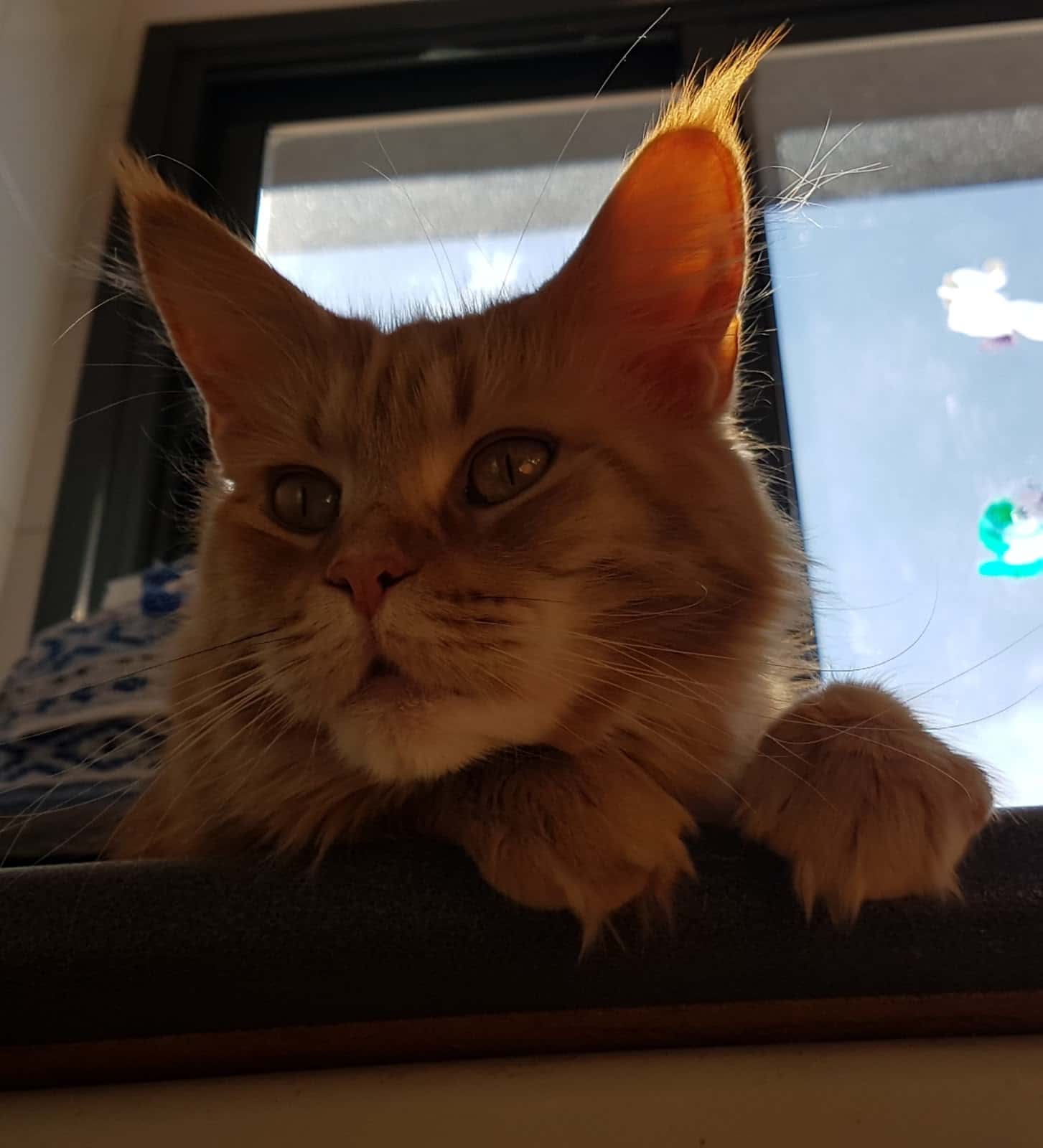Clínica Veterinaria Méjico 17