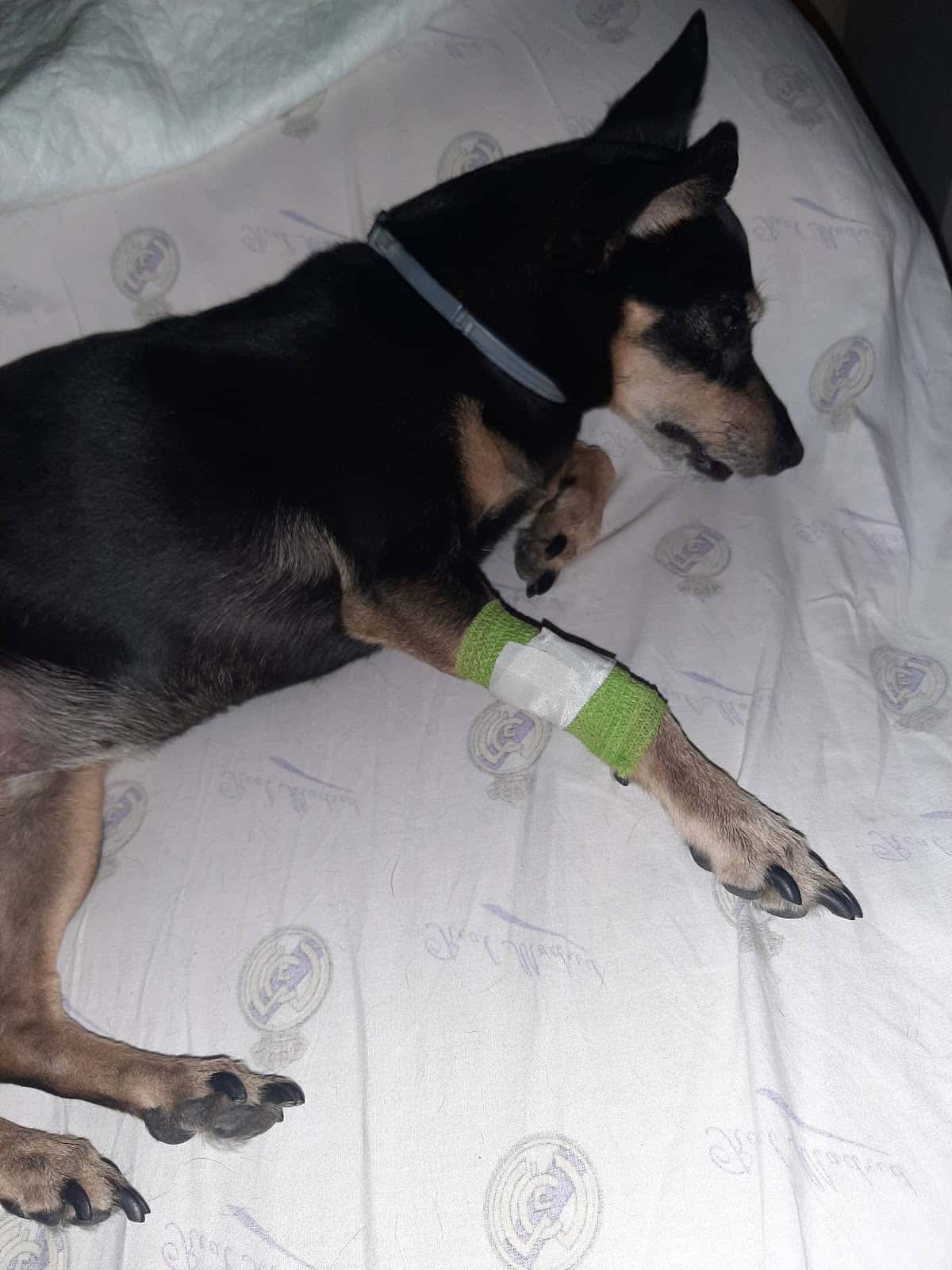 Clínica Veterinaria Méjico 17