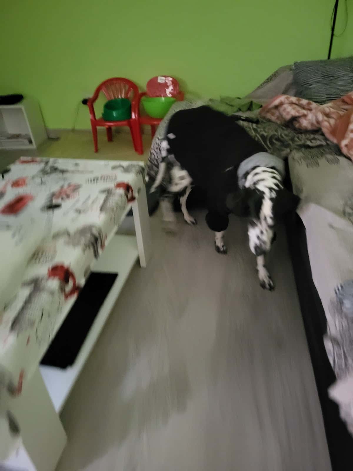 Clínica Veterinaria Méjico 17