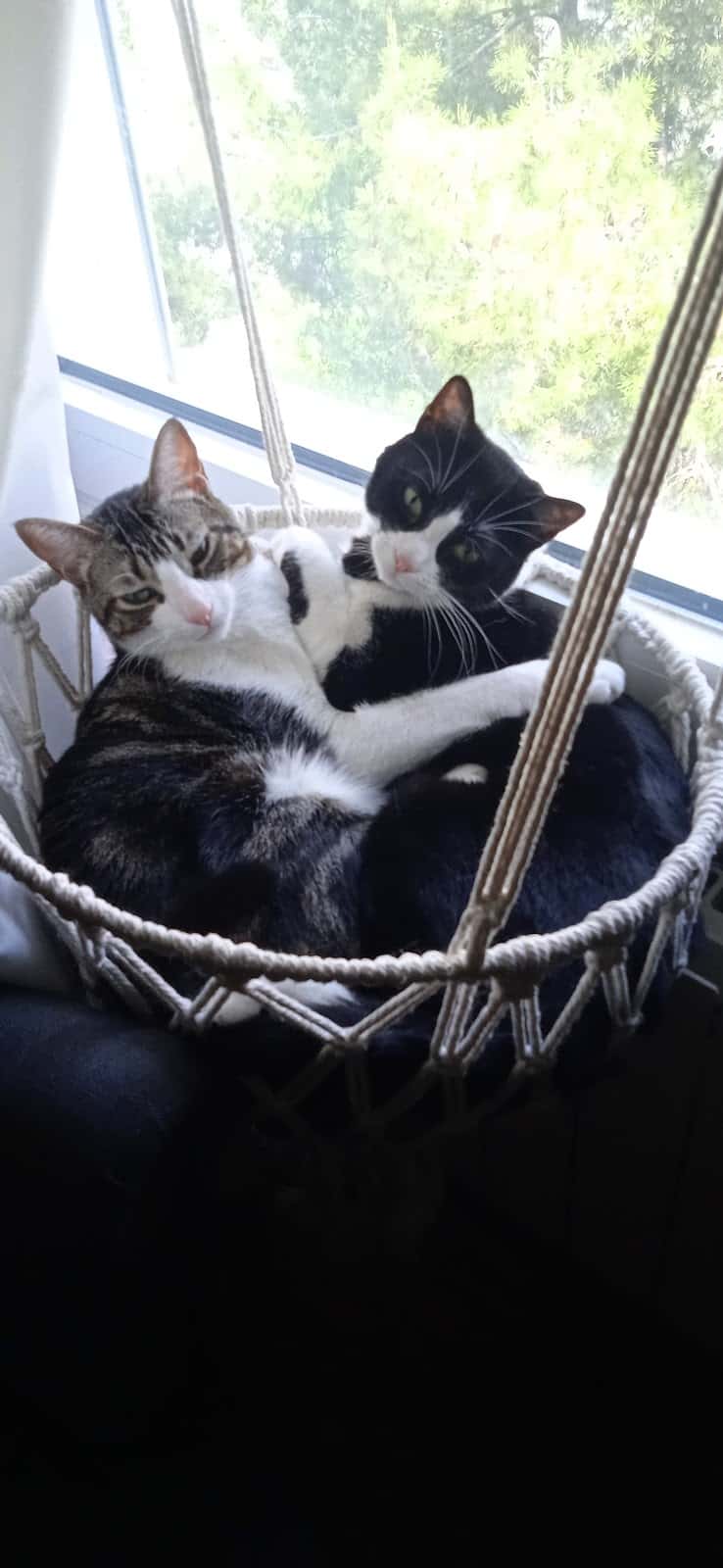 Clínica Veterinaria Méjico 17