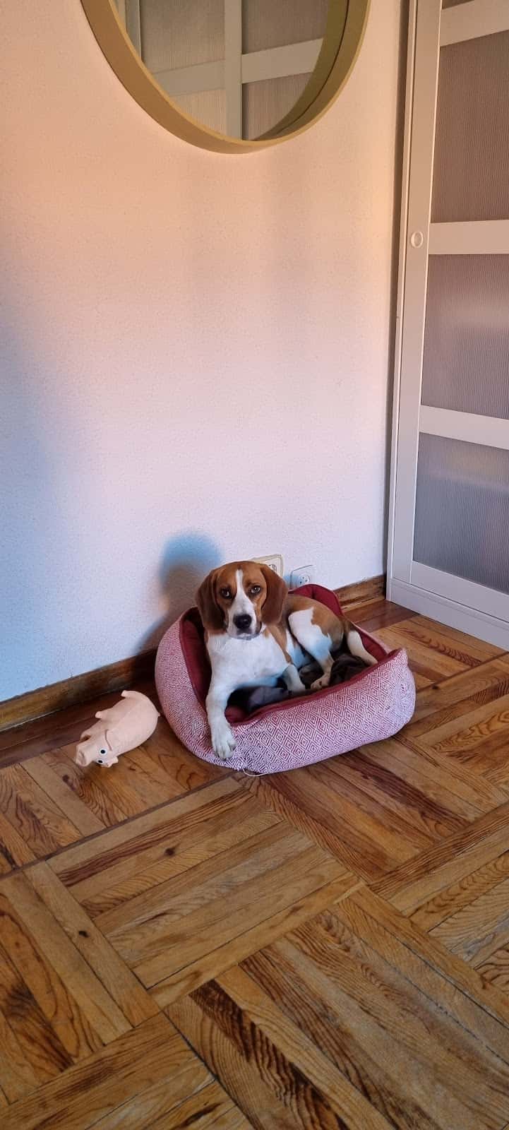 Anaga Centro Veterinario