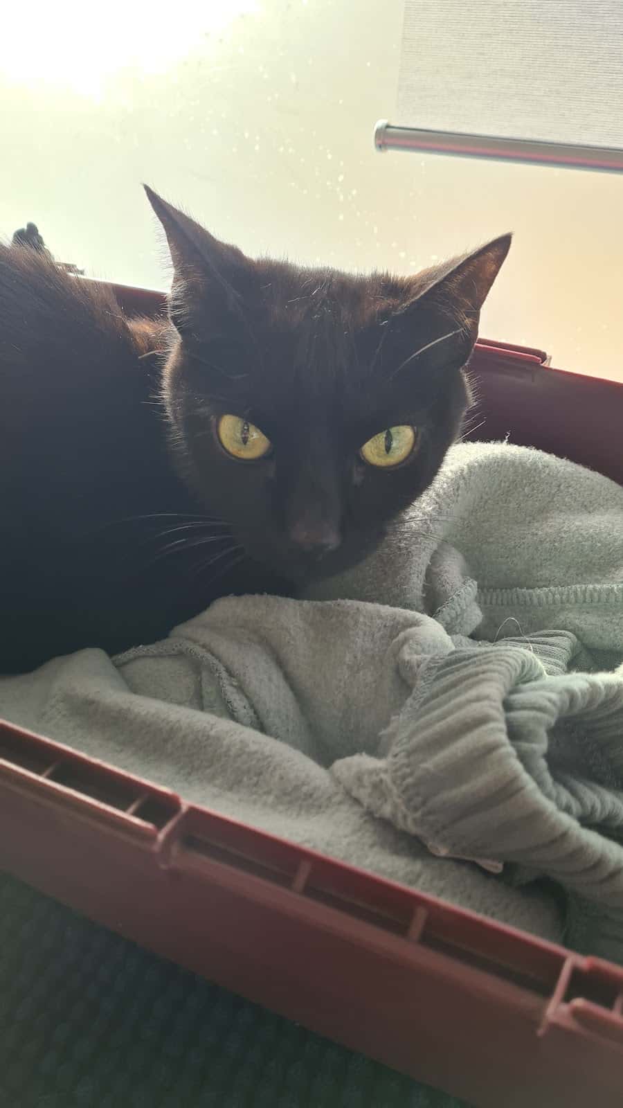 Anaga Centro Veterinario