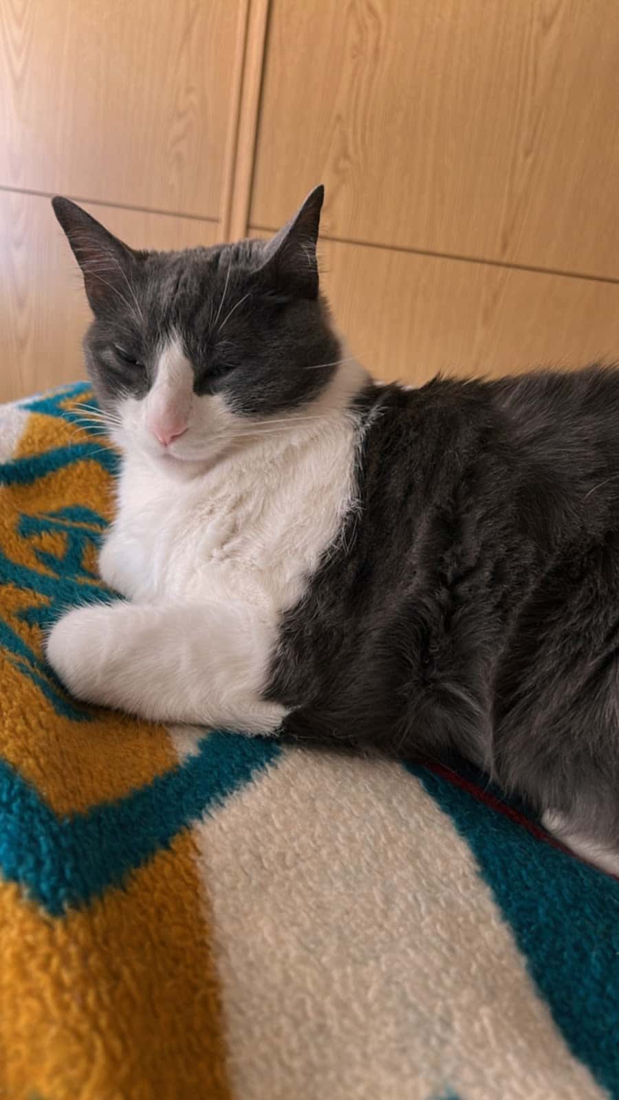 Anaga Centro Veterinario