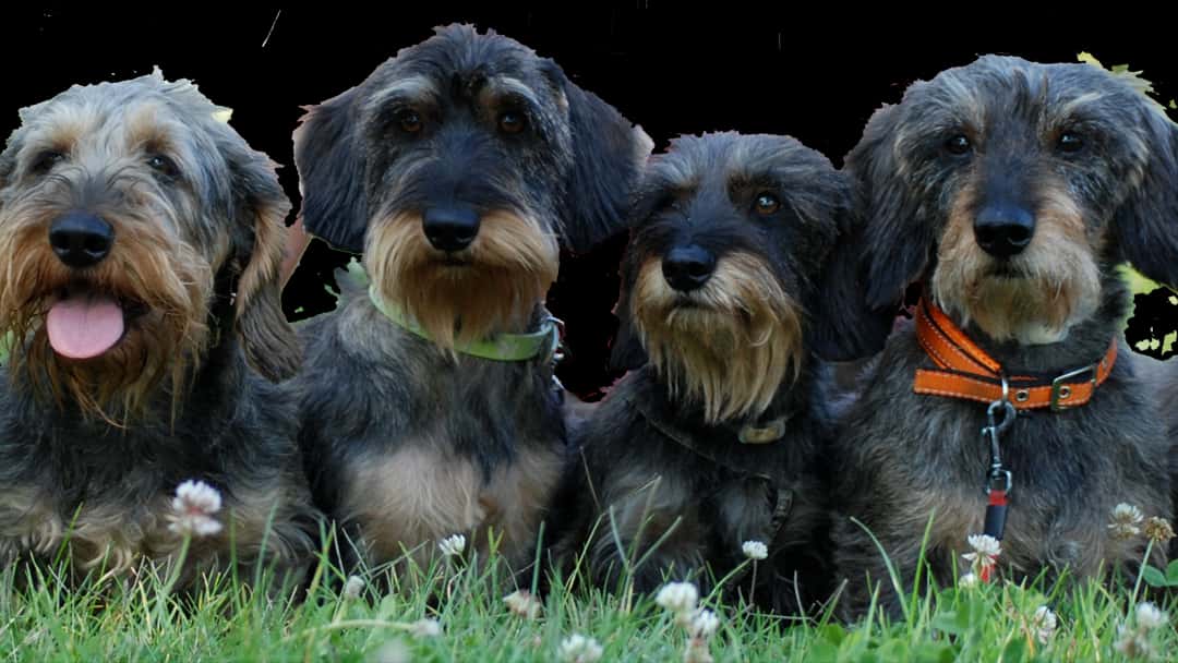 Clínica Veterinaria La Campiña