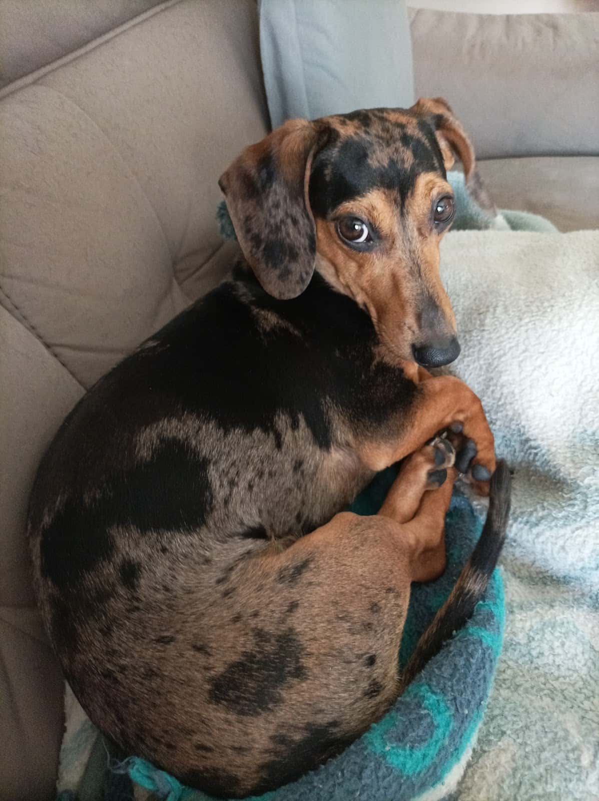 Clínica Veterinaria La Campiña
