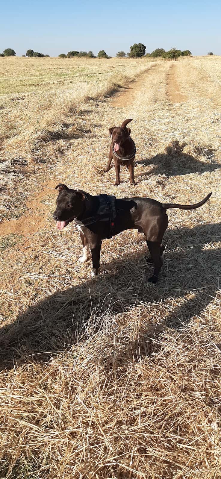 Clínica Veterinaria Cabanillas