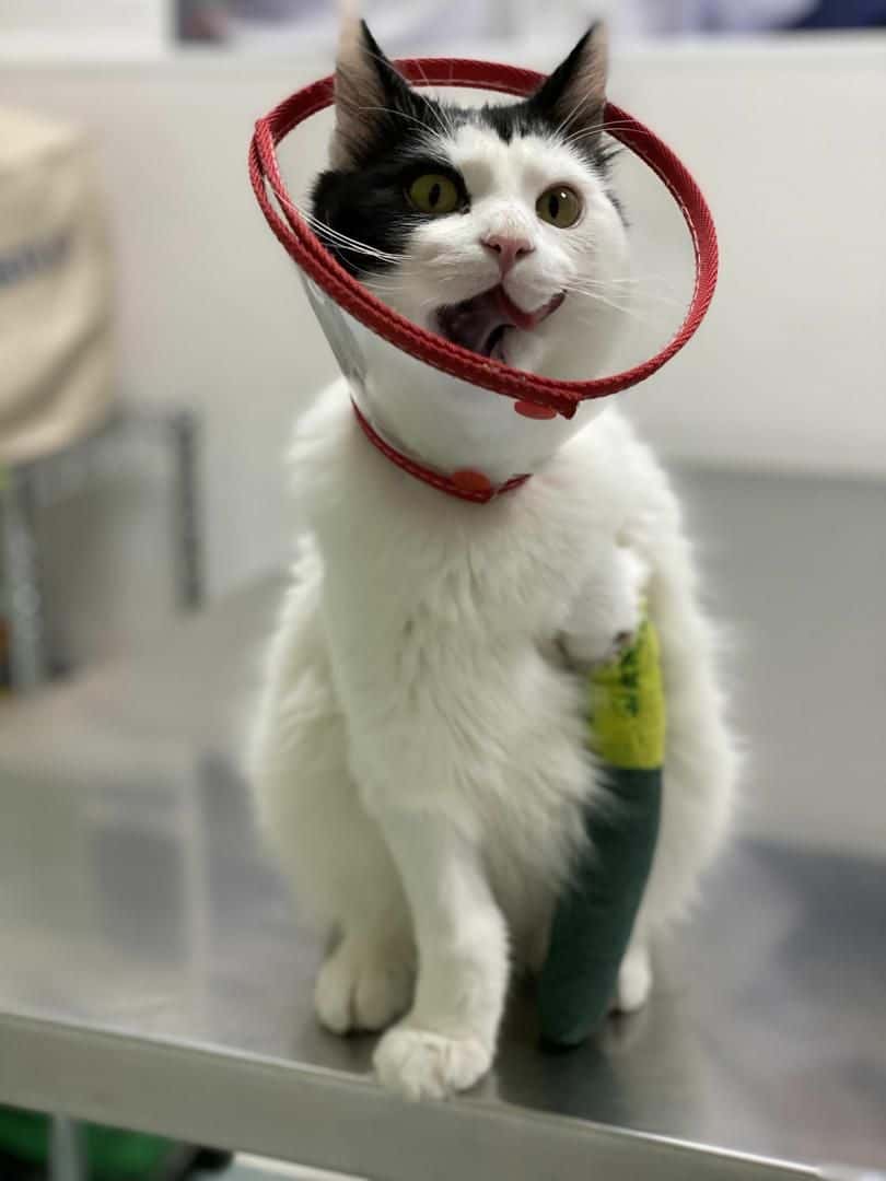 Punto Pet Clínica Veterinaria