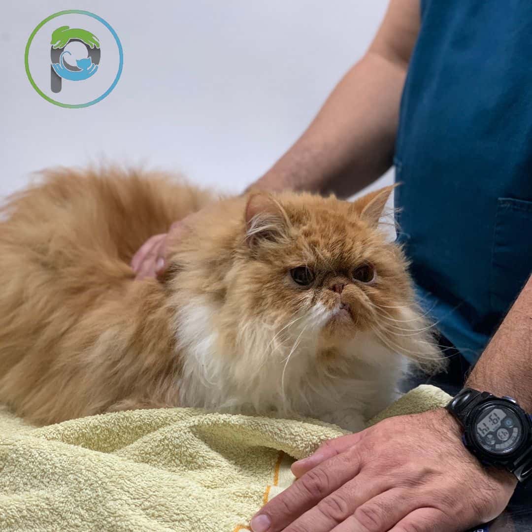 Punto Pet Clínica Veterinaria
