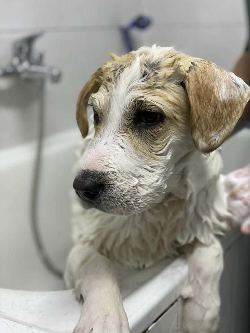 Punto Pet Clínica Veterinaria