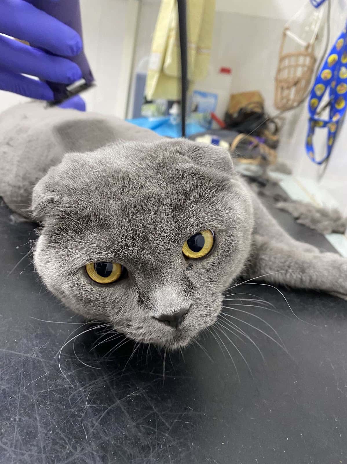 Punto Pet Clínica Veterinaria