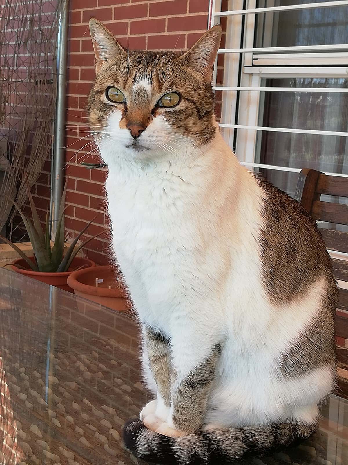 Clínica Veterinaria MOVILVET Marchamalo