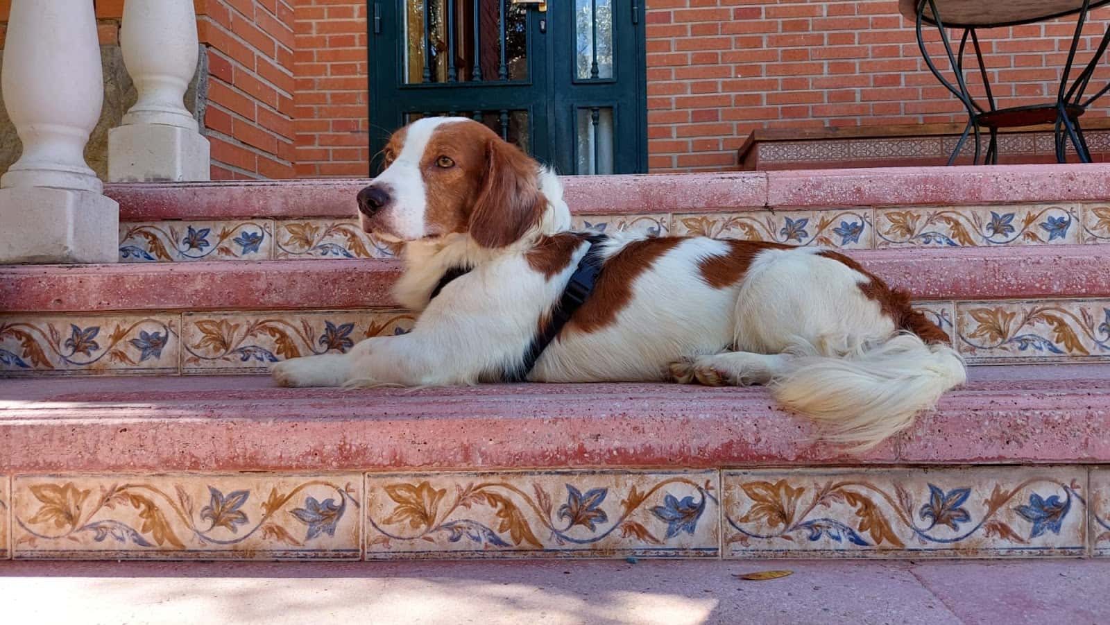 Clínica Veterinaria MOVILVET Marchamalo