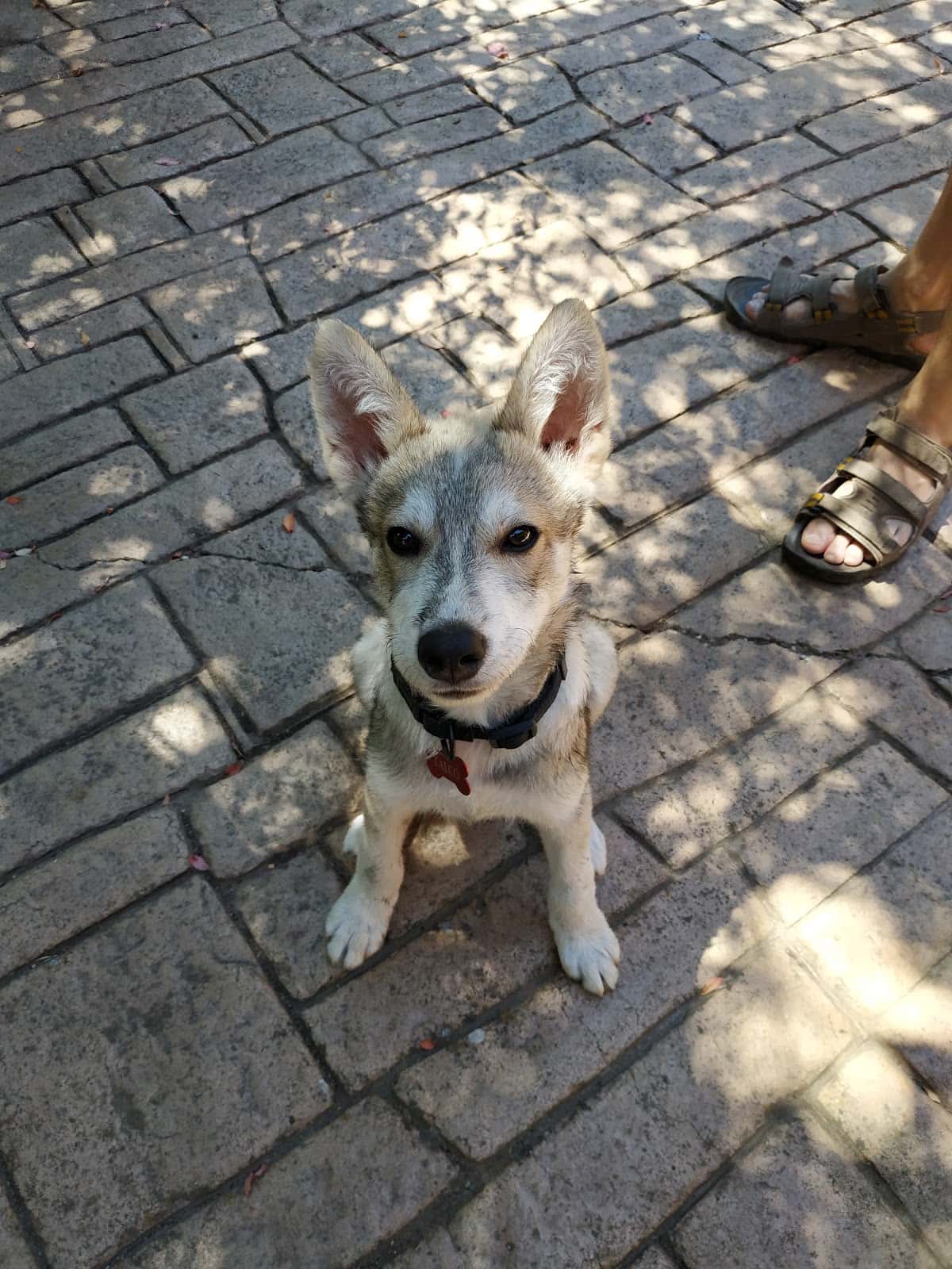 Clínica Veterinaria MOVILVET Marchamalo