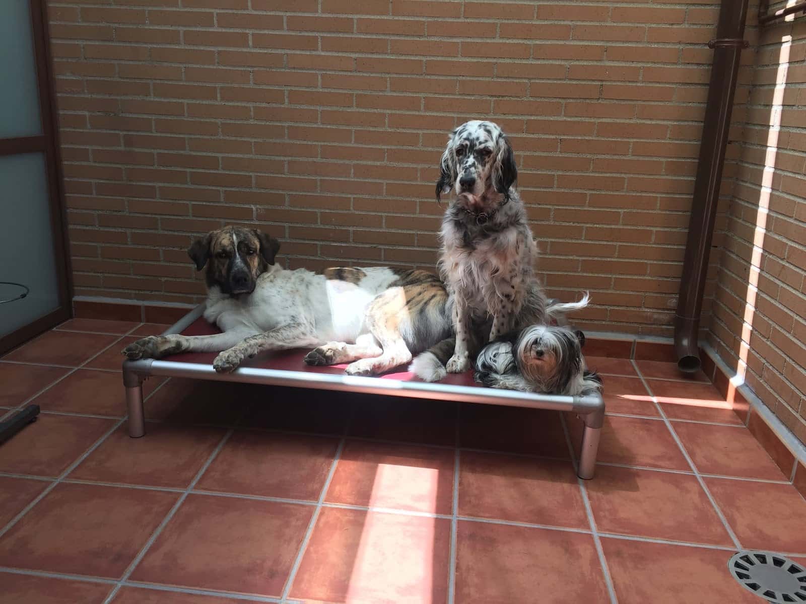 Clínica veterinaria KINKAJÚ