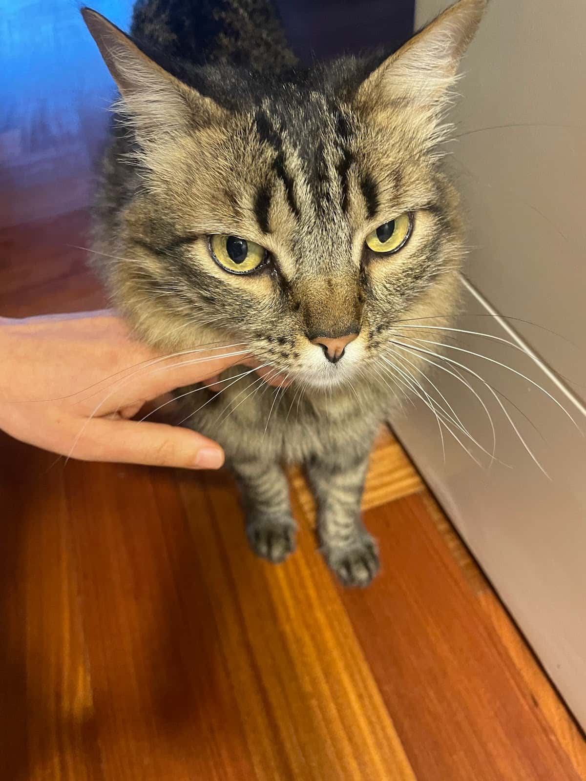 Clínica veterinaria KINKAJÚ