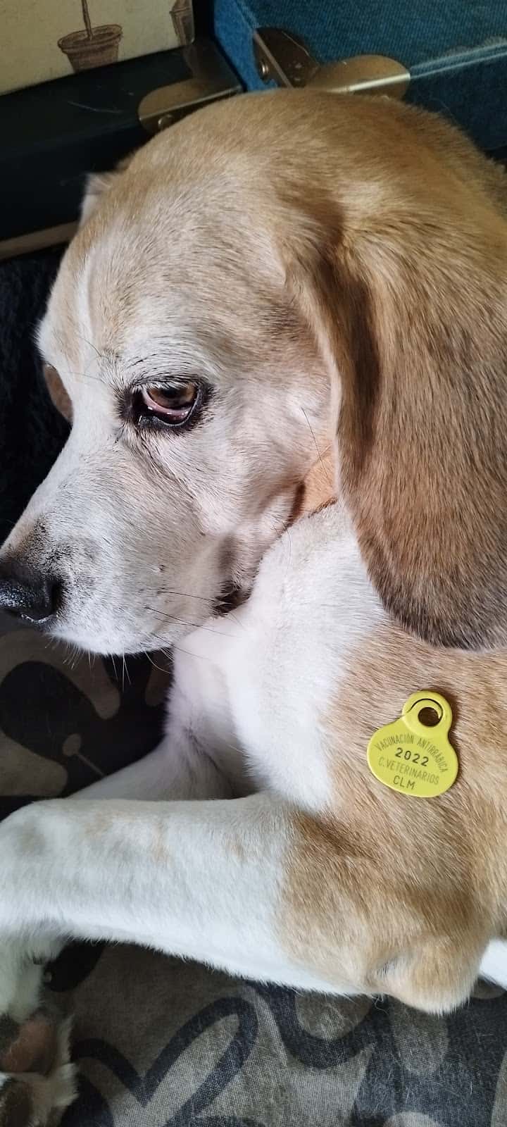 CLÍNICA VETERINARIA AGUAS VIVAS