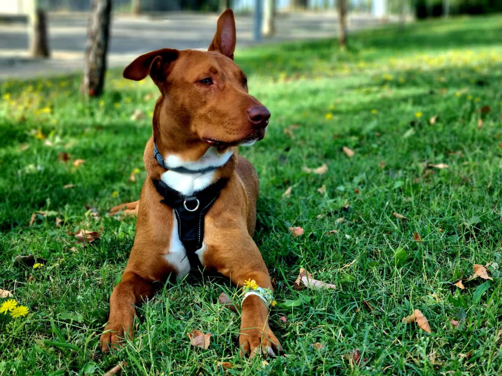 Clínica Veterinaria ServiVets
