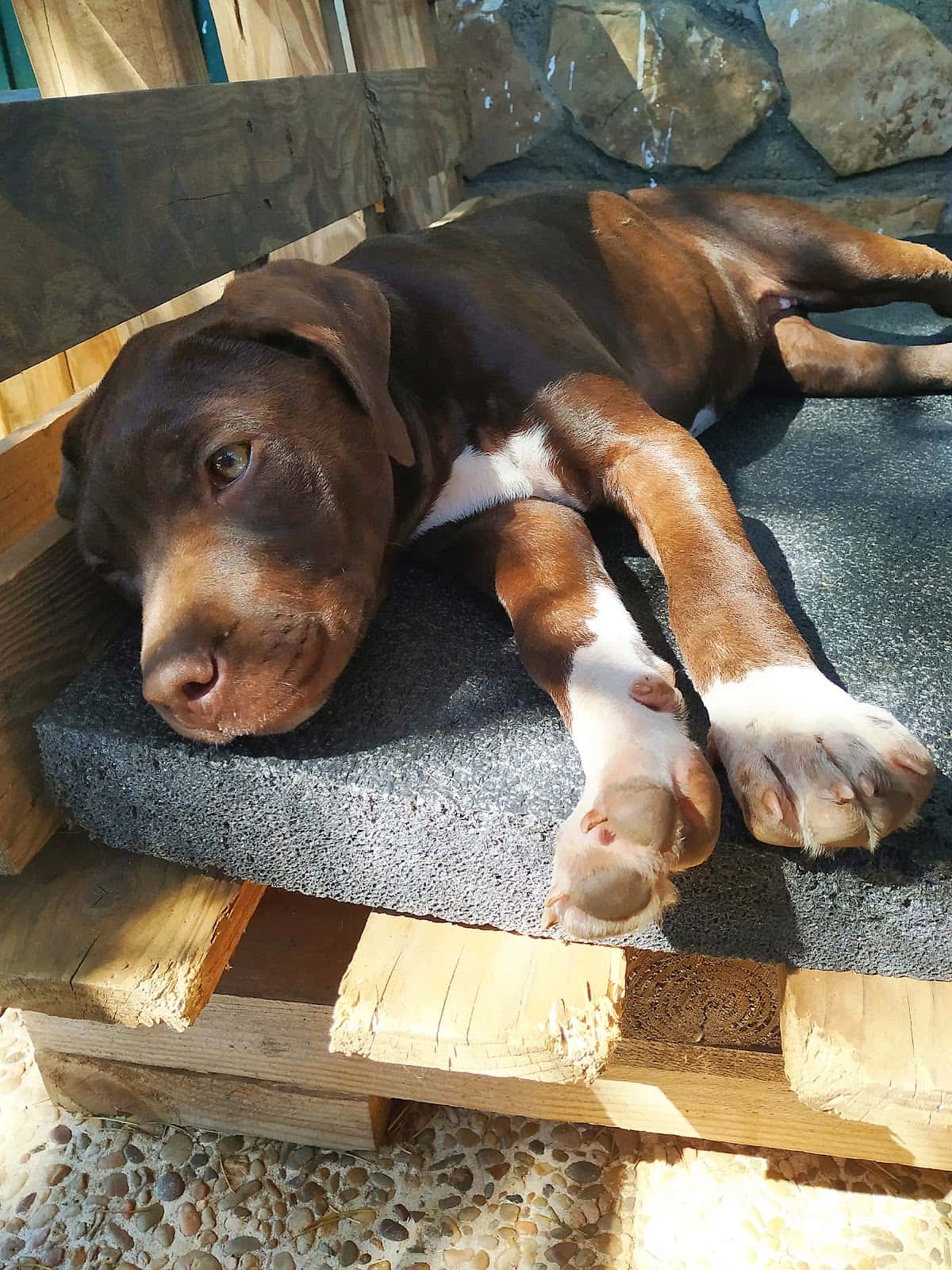 Clínica Veterinaria ServiVets