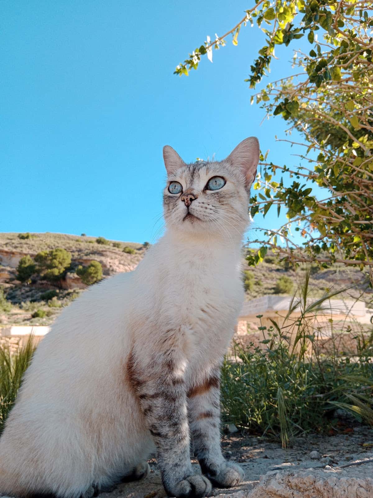 Clínica Veterinaria Fauna 2