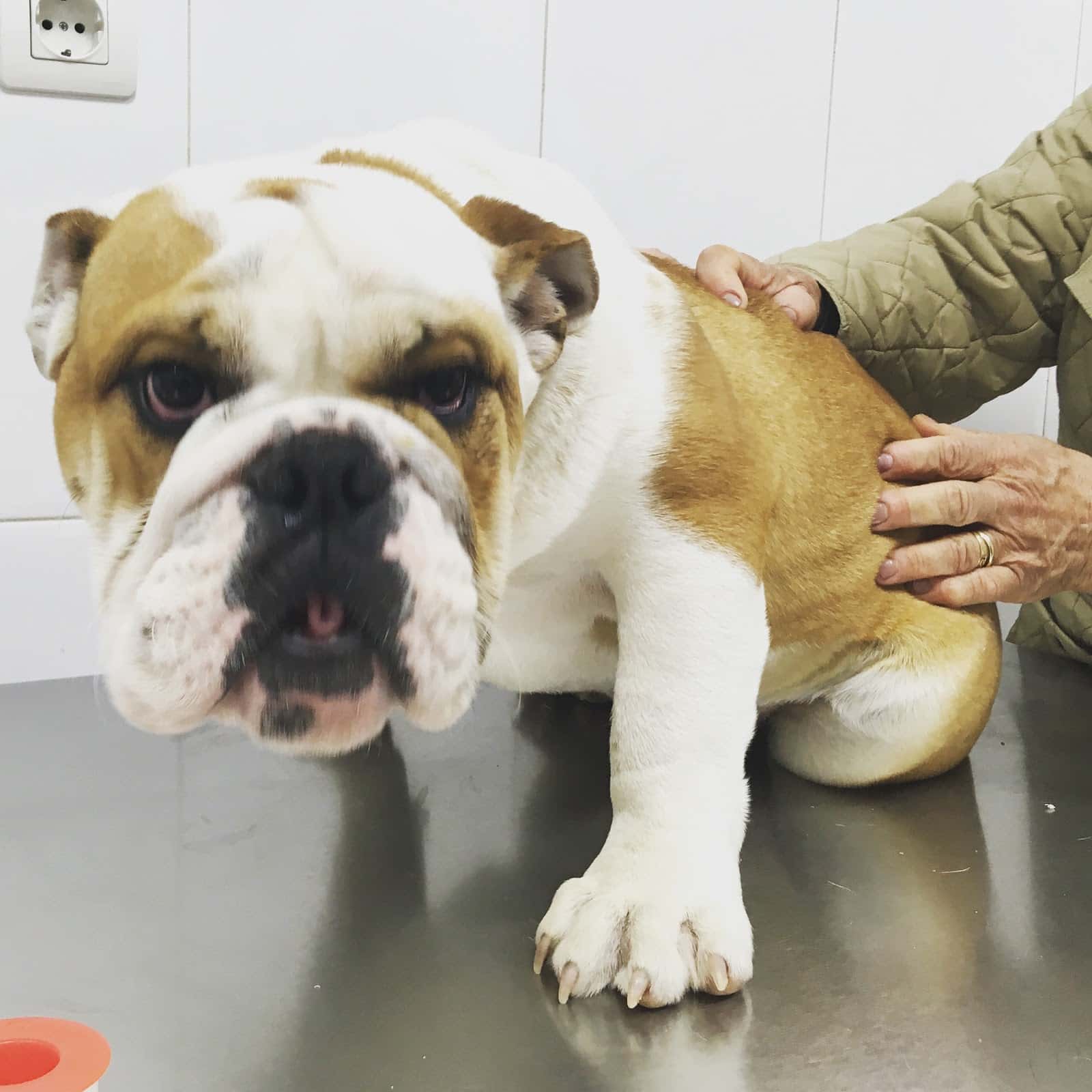 Clínica Veterinaria Nutrizoo