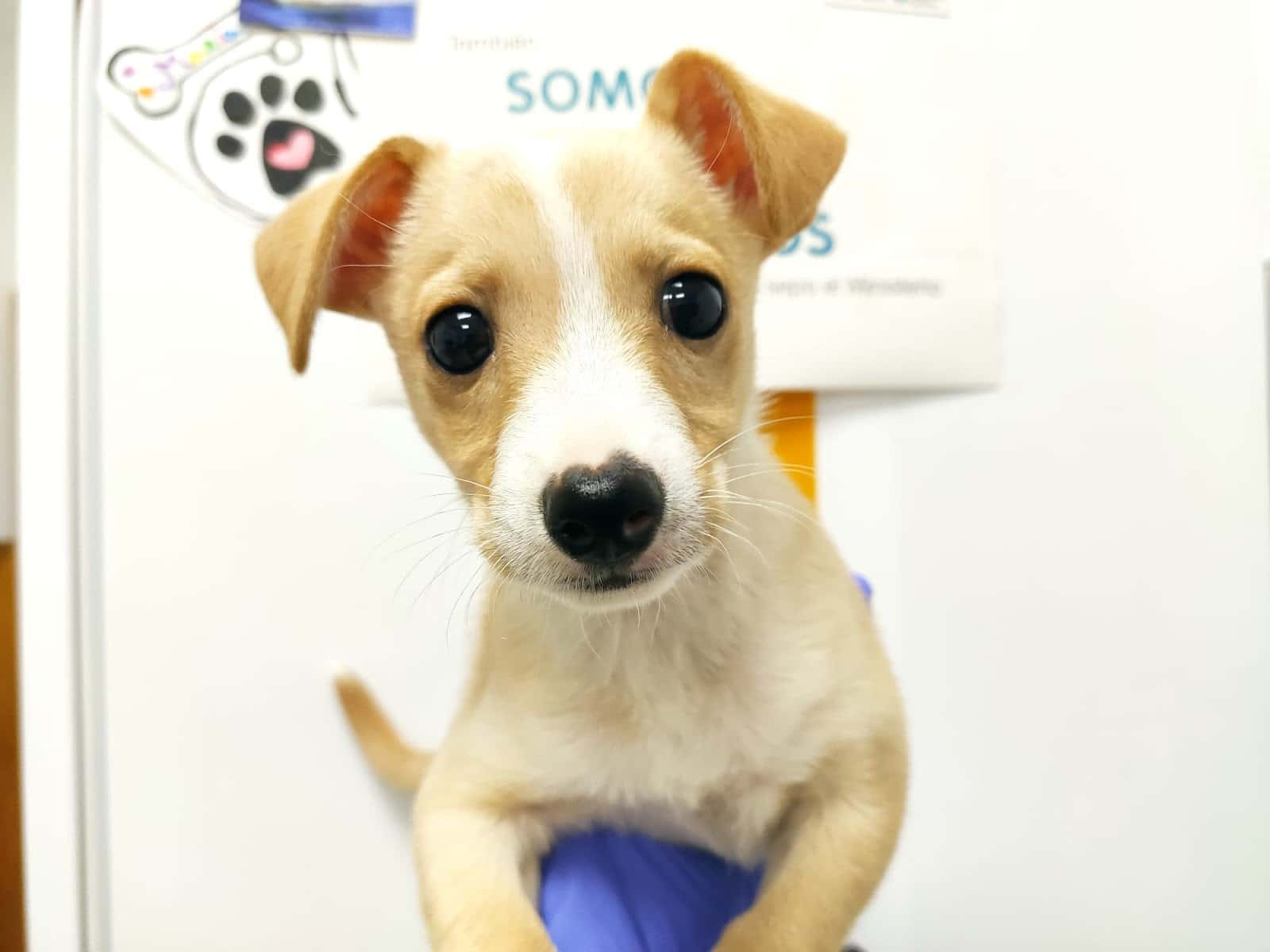 Clínica Veterinaria Nutrizoo
