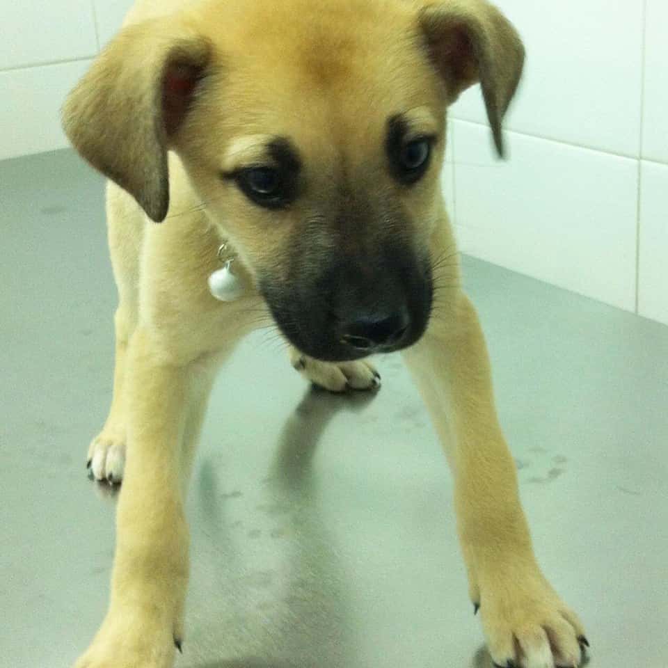 Clínica Veterinaria Nutrizoo