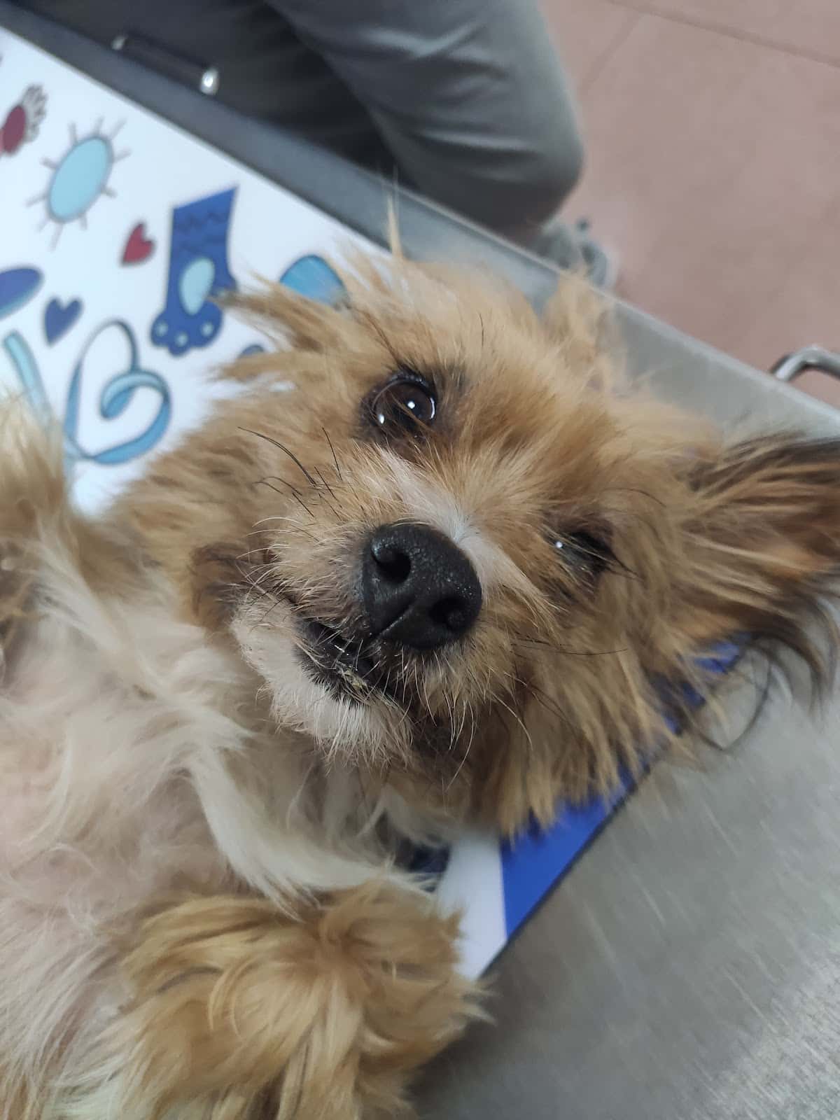 Clínica Veterinaria Nutrizoo