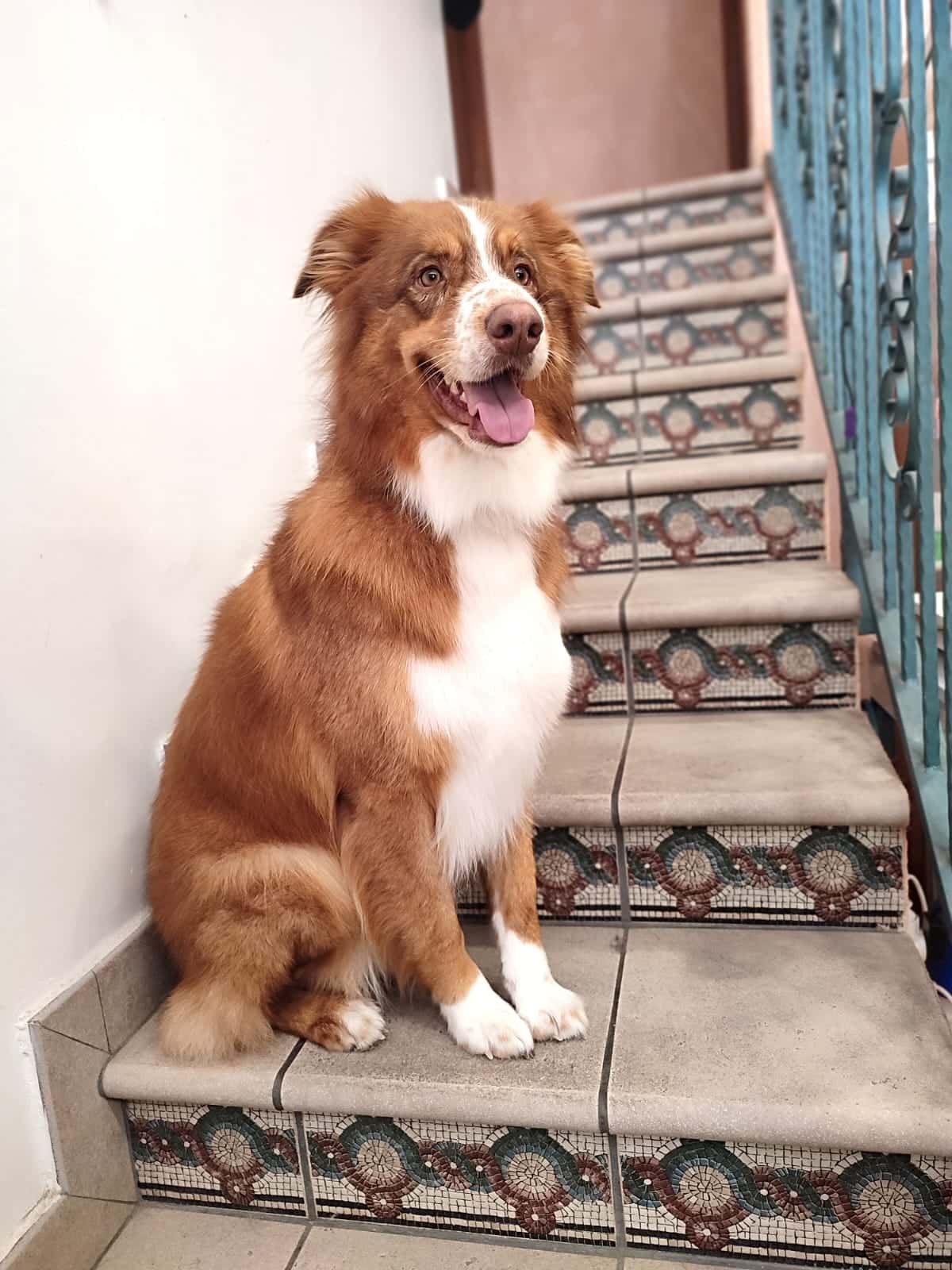 Centro veterinario Blanca