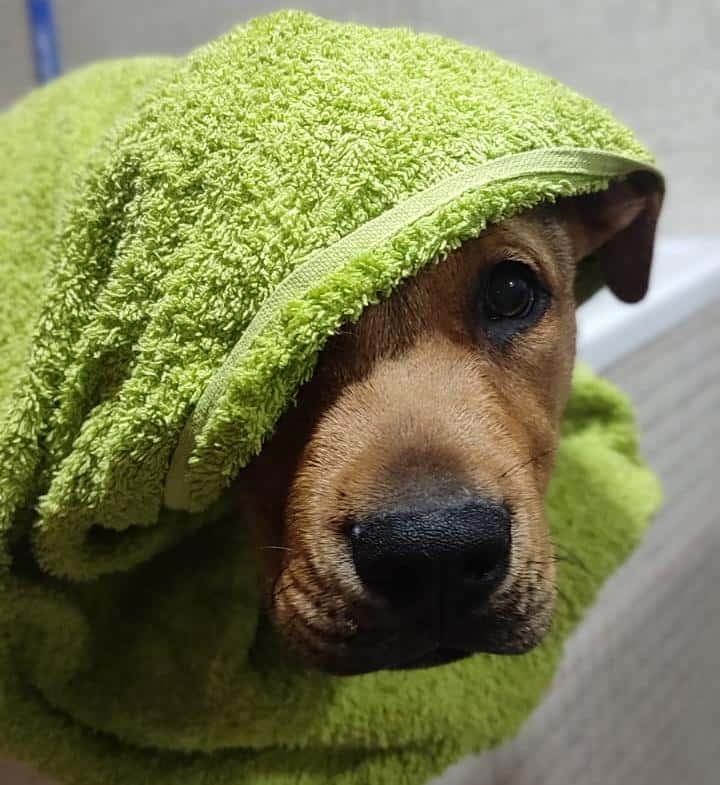 Centro veterinario Blanca