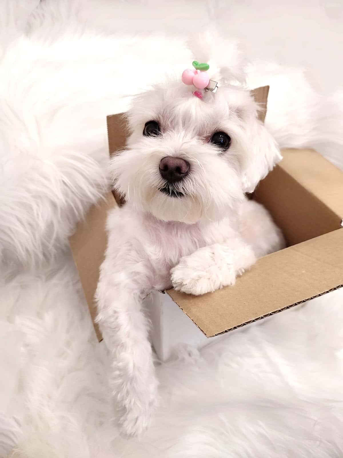 Centro veterinario Blanca