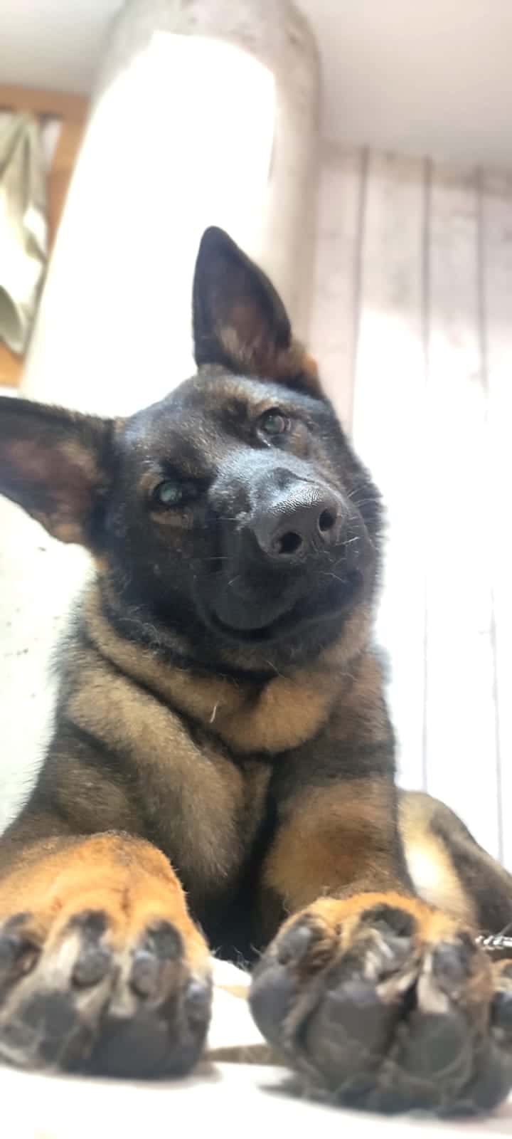 Centro veterinario Blanca