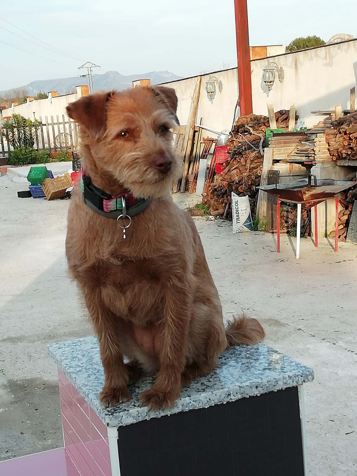 Clínica Veterinaria D'rosa