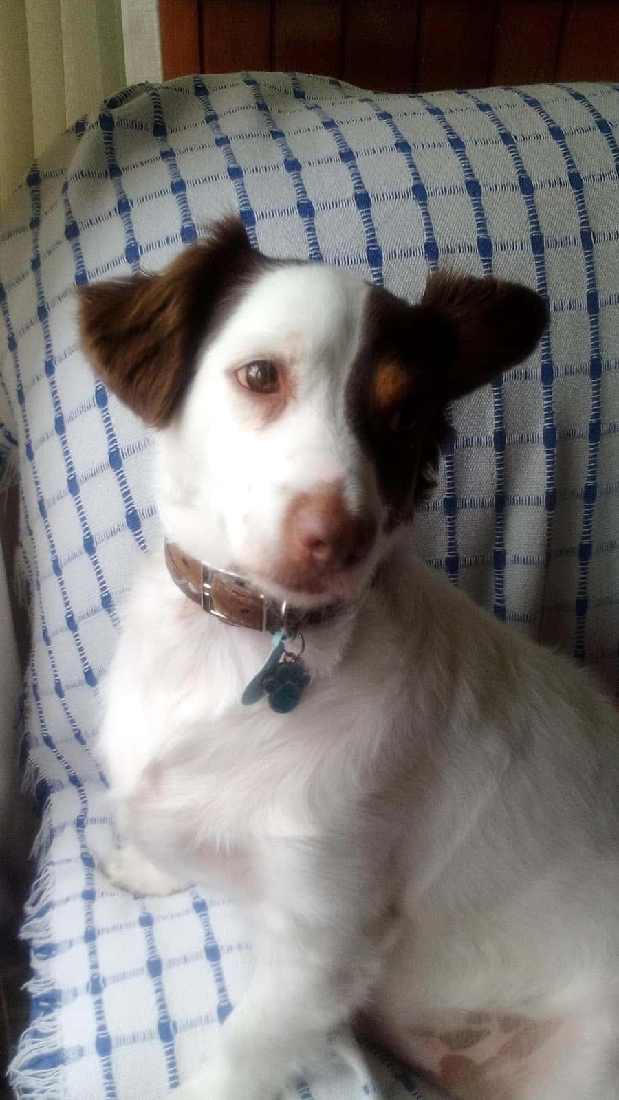 Clínica Veterinaria D'rosa